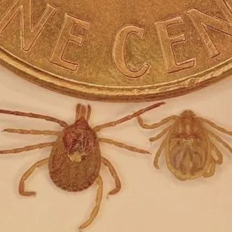 thumbnail for publication: Asian Longhorned Tick Haemaphysalis longicornis Neumann (Arachnida: Acari: Ixodidae)